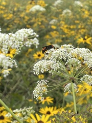 Psorthaspis sanguinea