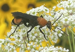 Psorthaspis sanguinea
