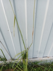 Alopecurus arundinaceus