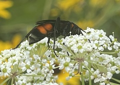 Psorthaspis sanguinea