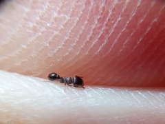 Tetramorium caespitum