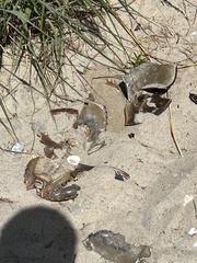 Limulus polyphemus