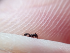 Tetramorium caespitum