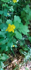 Chelidonium majus