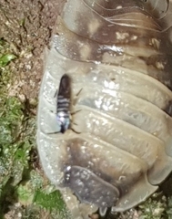 Insecta