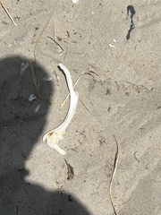 Limulus polyphemus