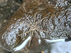 Dolomedes mizhoanus