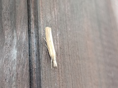Agriphila inquinatella