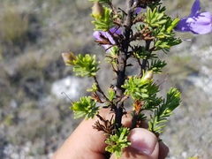 Leucophyllum pringlei