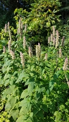 Agastache scrophulariifolia