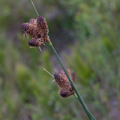 Hellmuthia membranacea