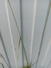 Alopecurus arundinaceus