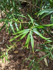 Acacia confusa