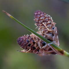 Hellmuthia membranacea