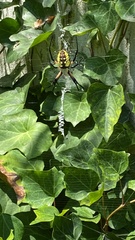 Argiope aurantia