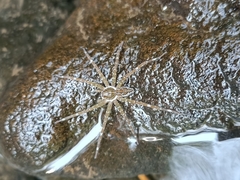 Dolomedes mizhoanus