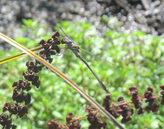Archilestes californicus