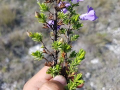 Leucophyllum pringlei