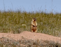 Marmota bobak