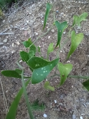 Smilax aspera