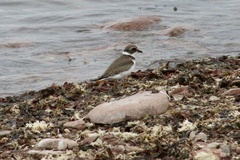 Charadrius semipalmatus
