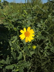 Verbesina encelioides