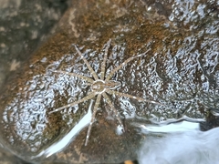 Dolomedes mizhoanus