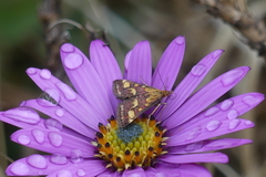 Pyrausta purpuralis