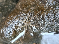 Dolomedes mizhoanus