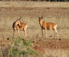Alcelaphus buselaphus cokii