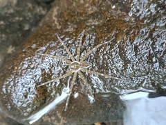 Dolomedes mizhoanus