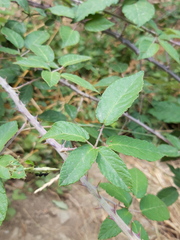 Rubus ulmifolius