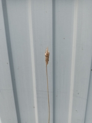 Alopecurus arundinaceus