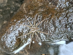 Dolomedes mizhoanus