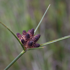 Hellmuthia membranacea