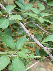 Rubus ulmifolius