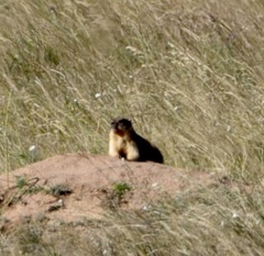 Marmota bobak