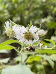 Polymnia canadensis radiata
