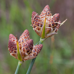 Hellmuthia membranacea