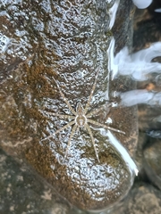 Dolomedes mizhoanus