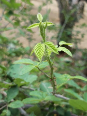 Rubus ulmifolius