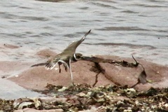Charadrius semipalmatus
