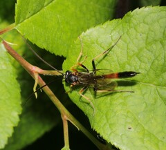 Campopleginae