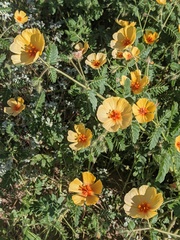 Kallstroemia grandiflora