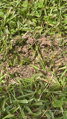 Solenopsis saevissima