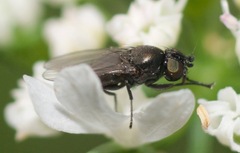 Milichiidae
