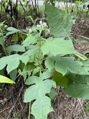 Polymnia canadensis radiata