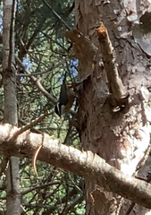 Sitta canadensis