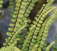 Asplenium trichomanes