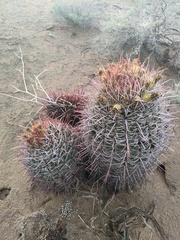 Ferocactus cylindraceus